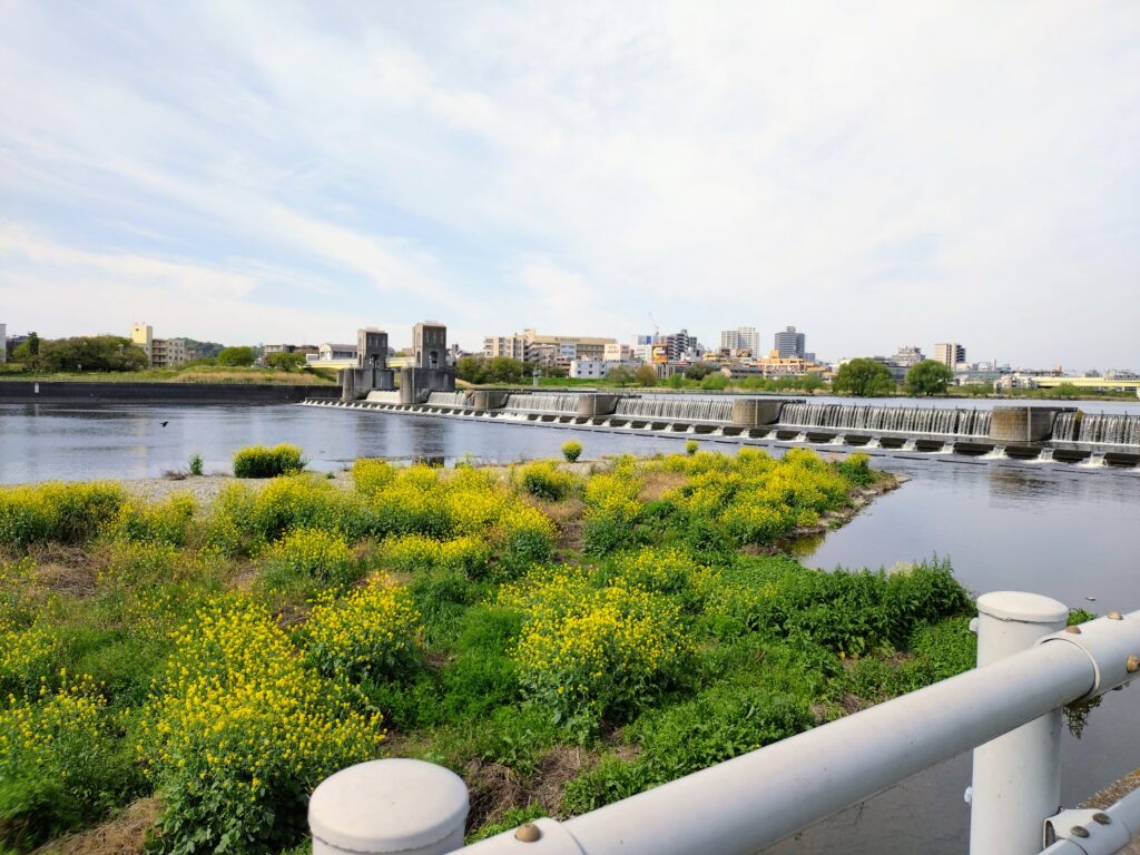 多摩川の水門と菜の花の写真