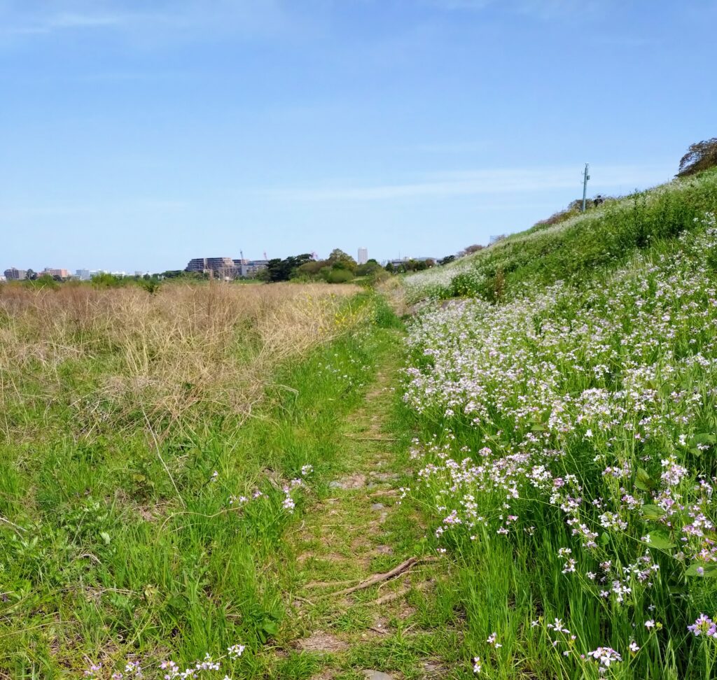 この先本当につながってる？と心から不安になった多摩川の遊歩道